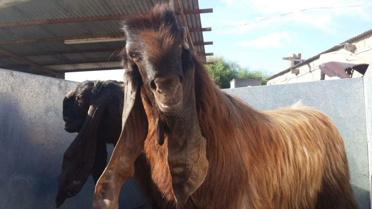 Порода Козлов Шами