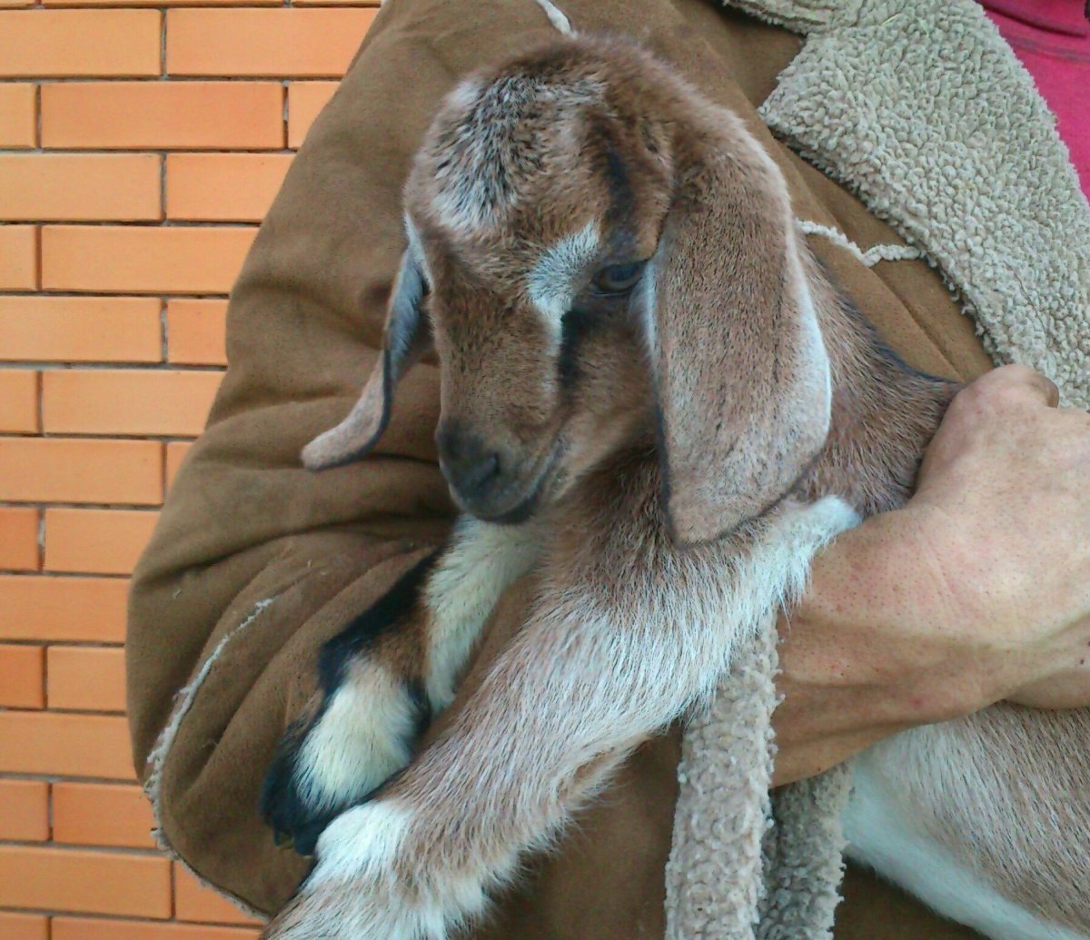 Длинноухие козы нубийские