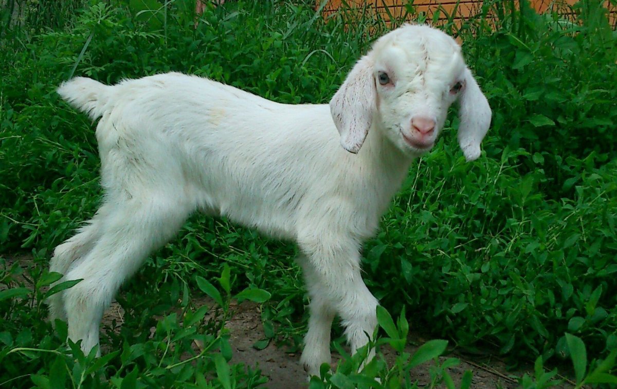 Порода гулаби