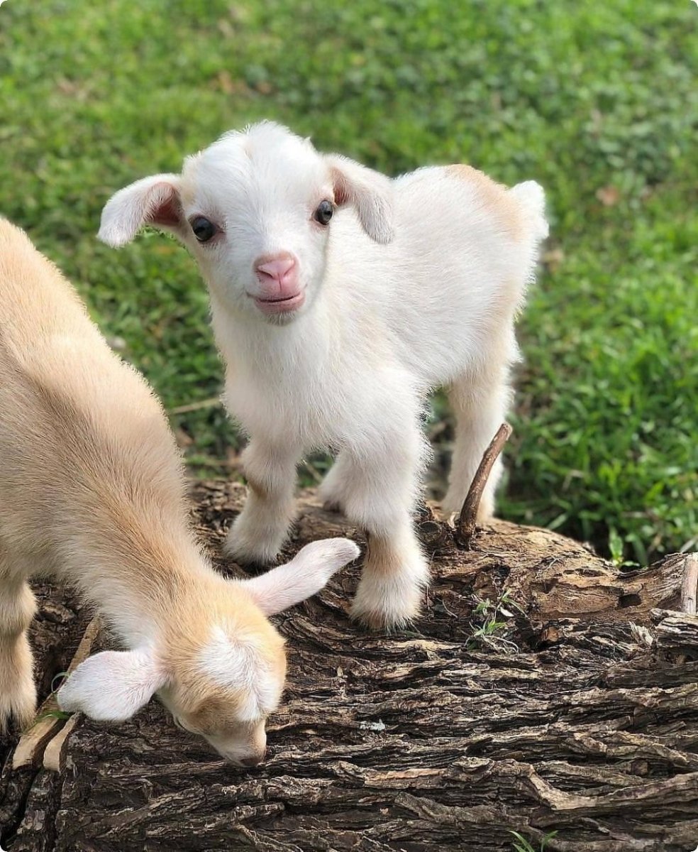 Мини козы камерунские