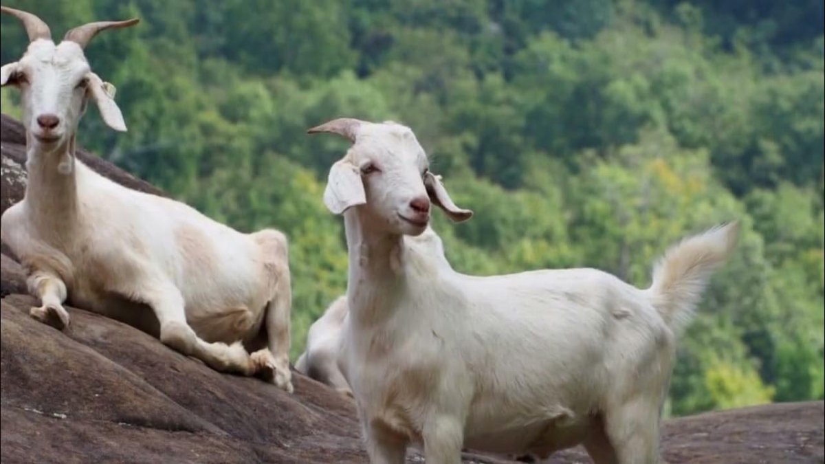 Кашемировая коза