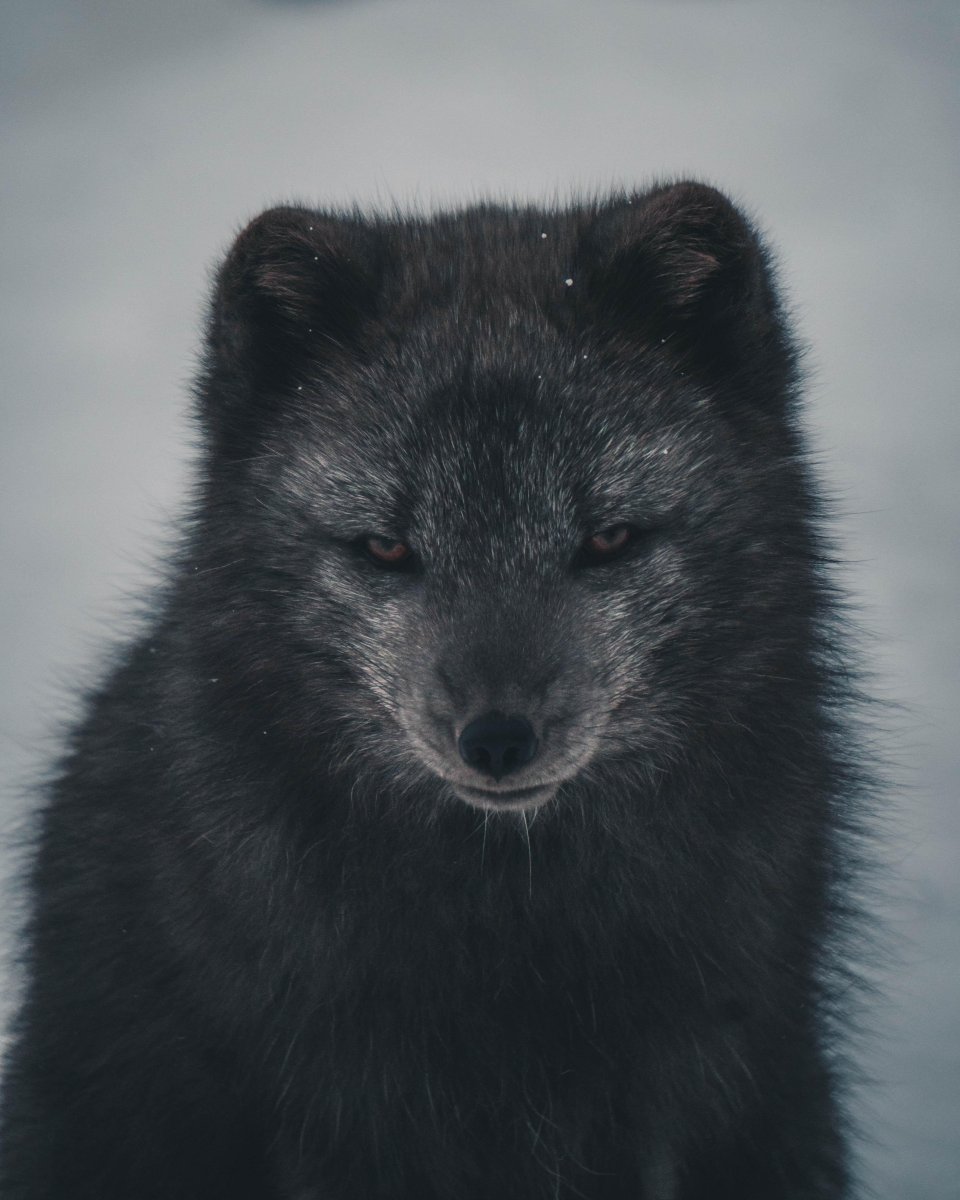 Пушистый песец