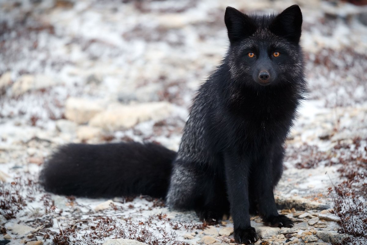 Песец и чернобурая лиса