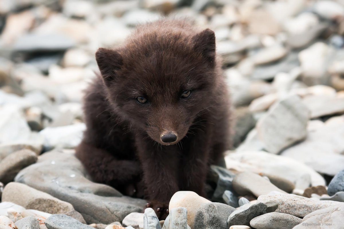 Песец зимой