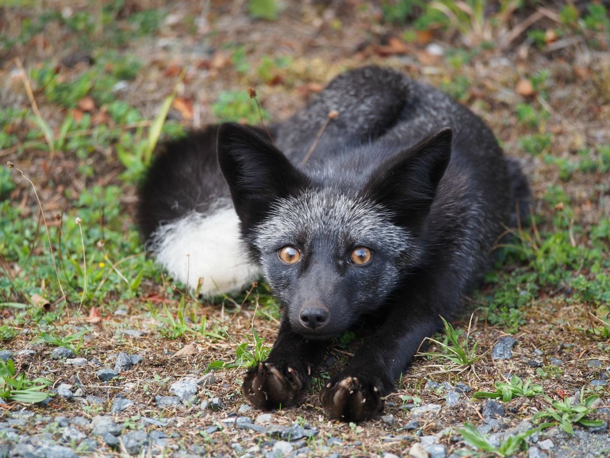 Лиса чернобурка
