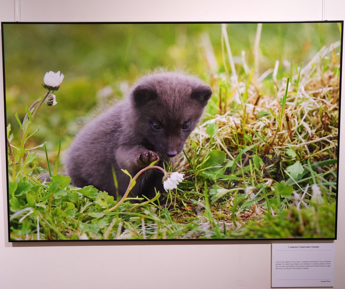 Голубой песец