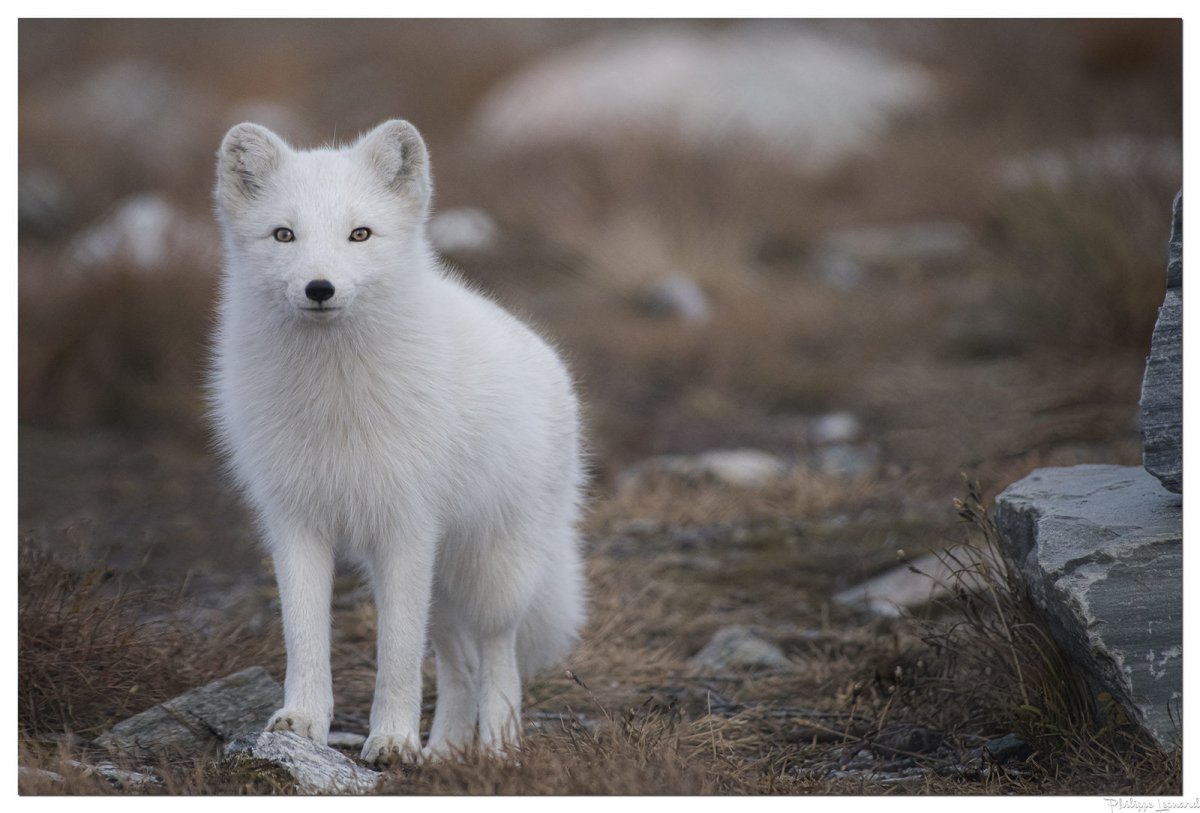 Северный песец
