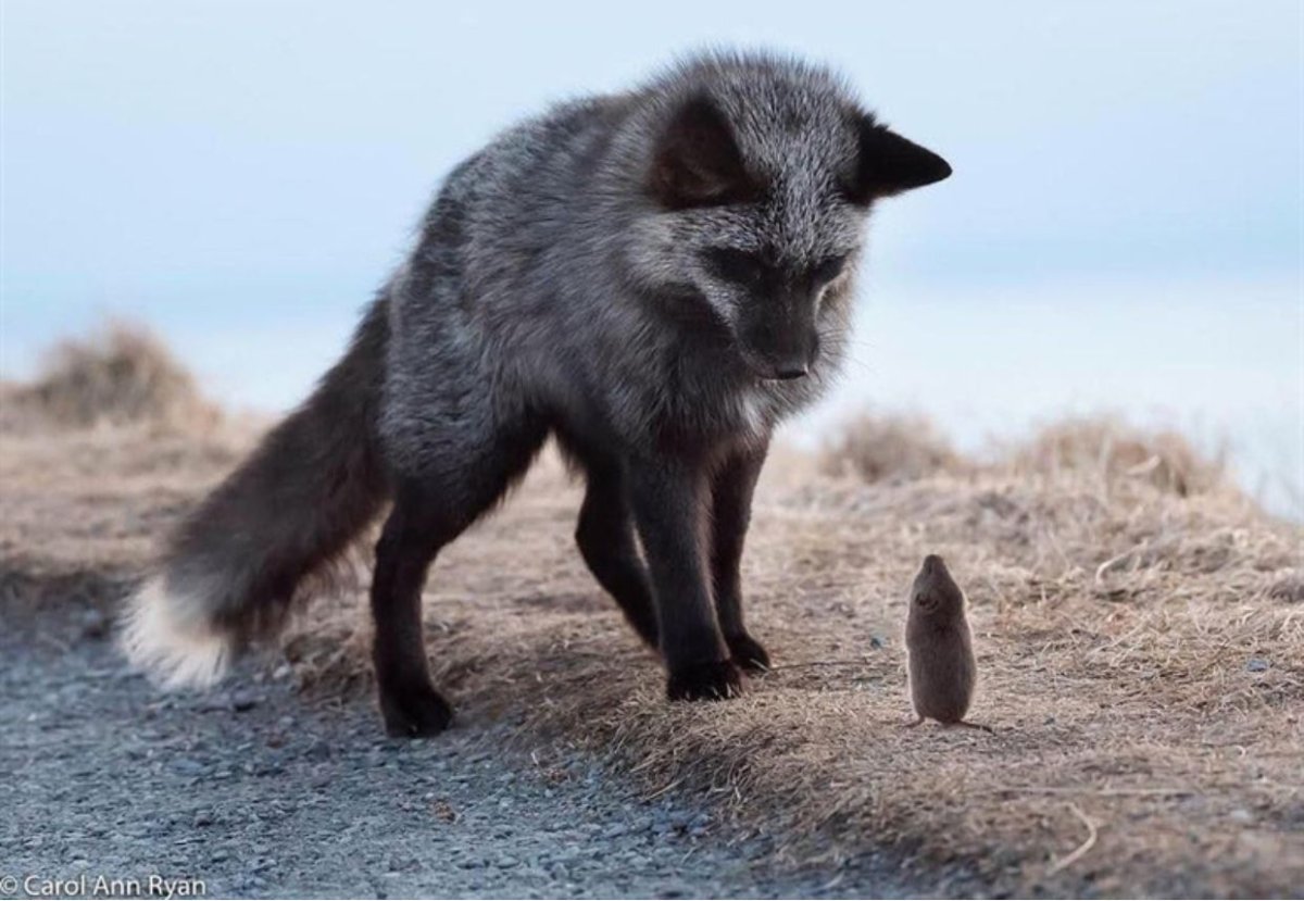 Песец (Alopex lagopus)