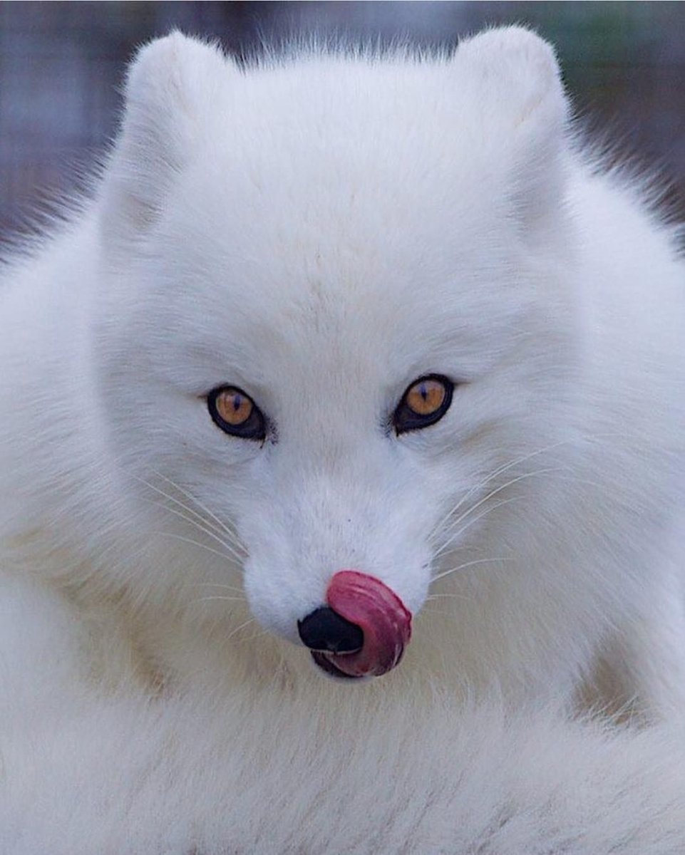 Фото песца зверька дикого
