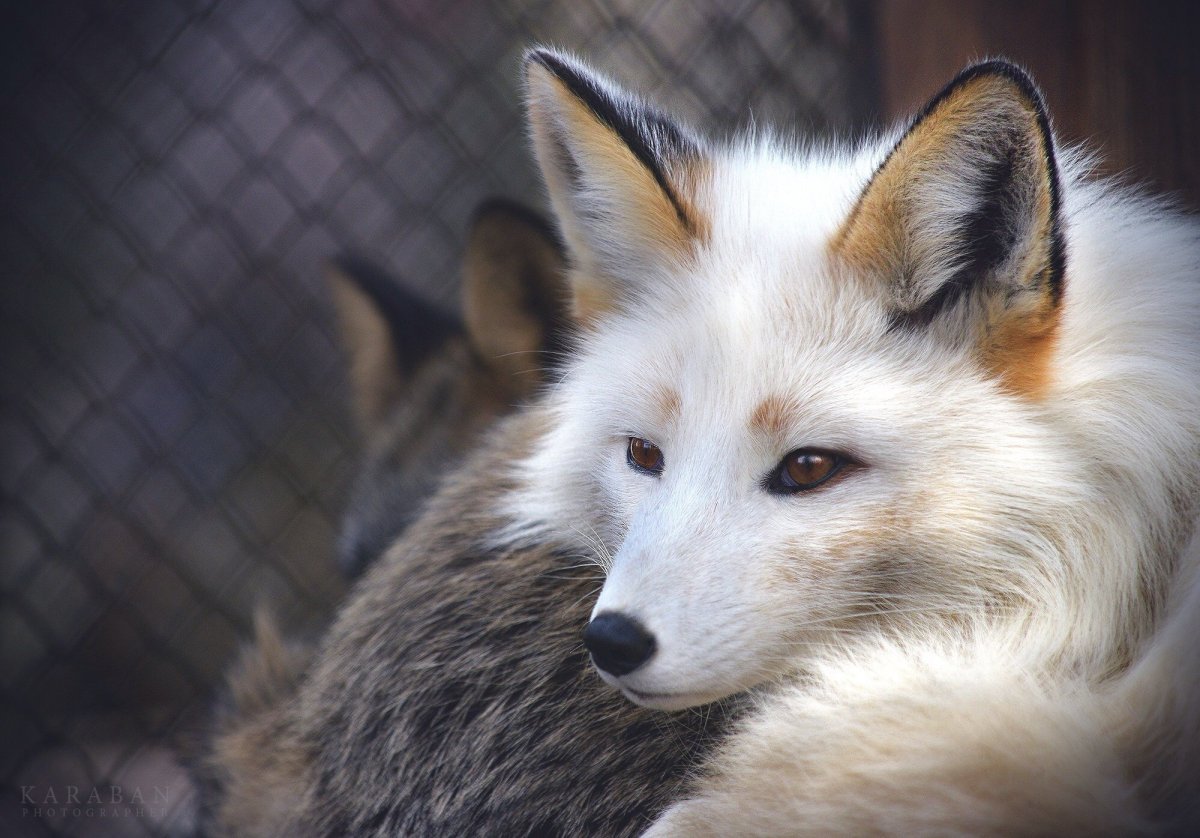 Песец и чернобурая лиса