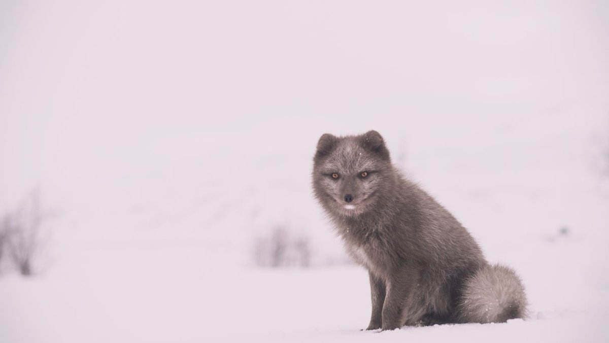 Волк альбинос с голубыми глазами
