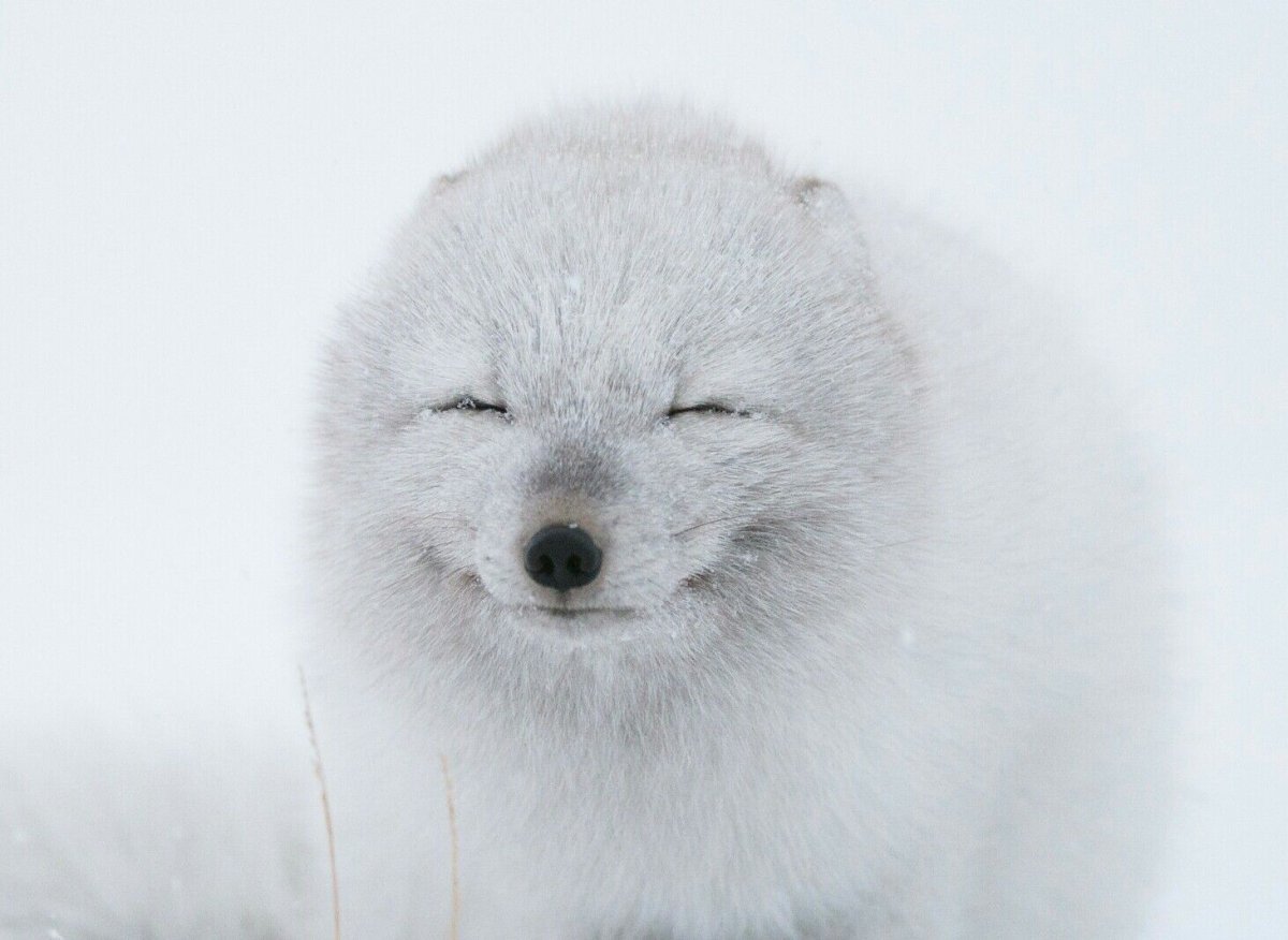 Песец с черными пятнами