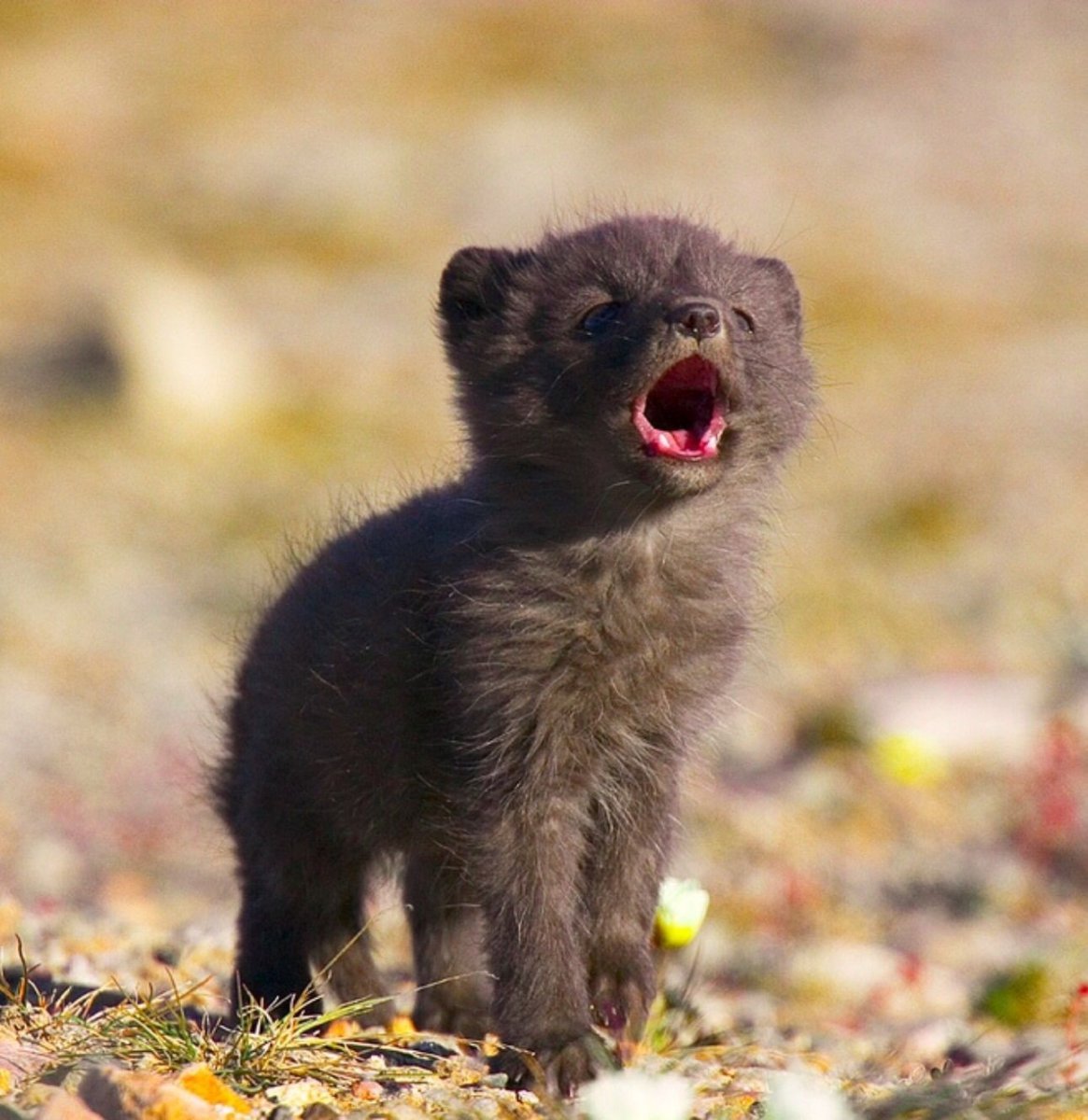 Детеныш песца