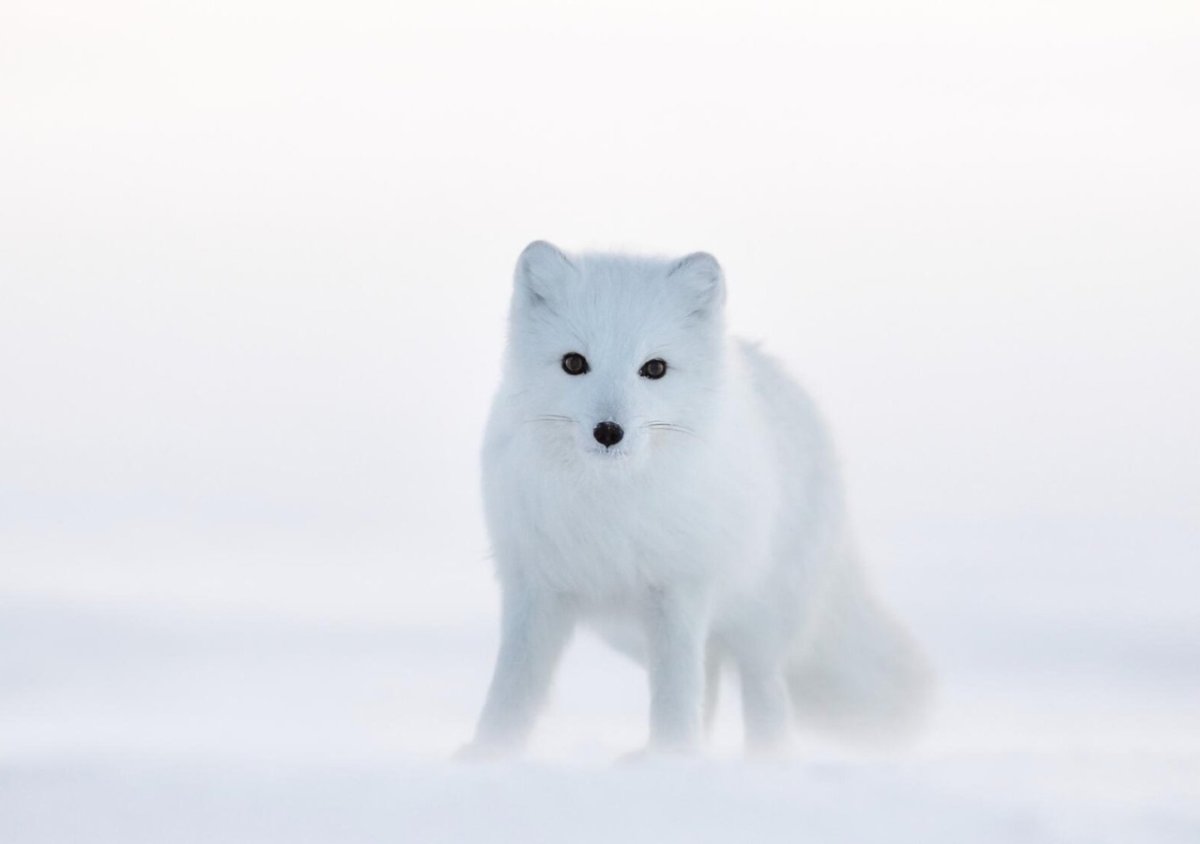 Песец с потомством