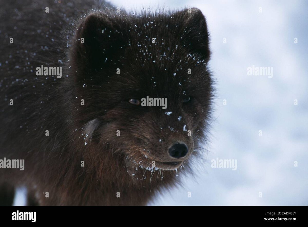 Голубой песец темный