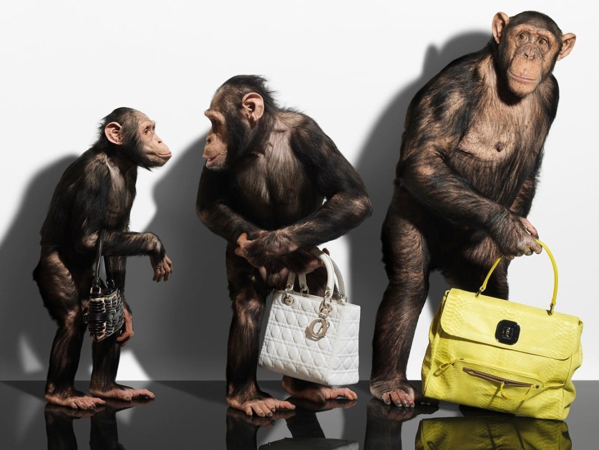 Смешные обезьянки