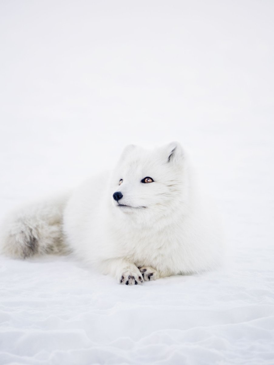 Песец в тайге