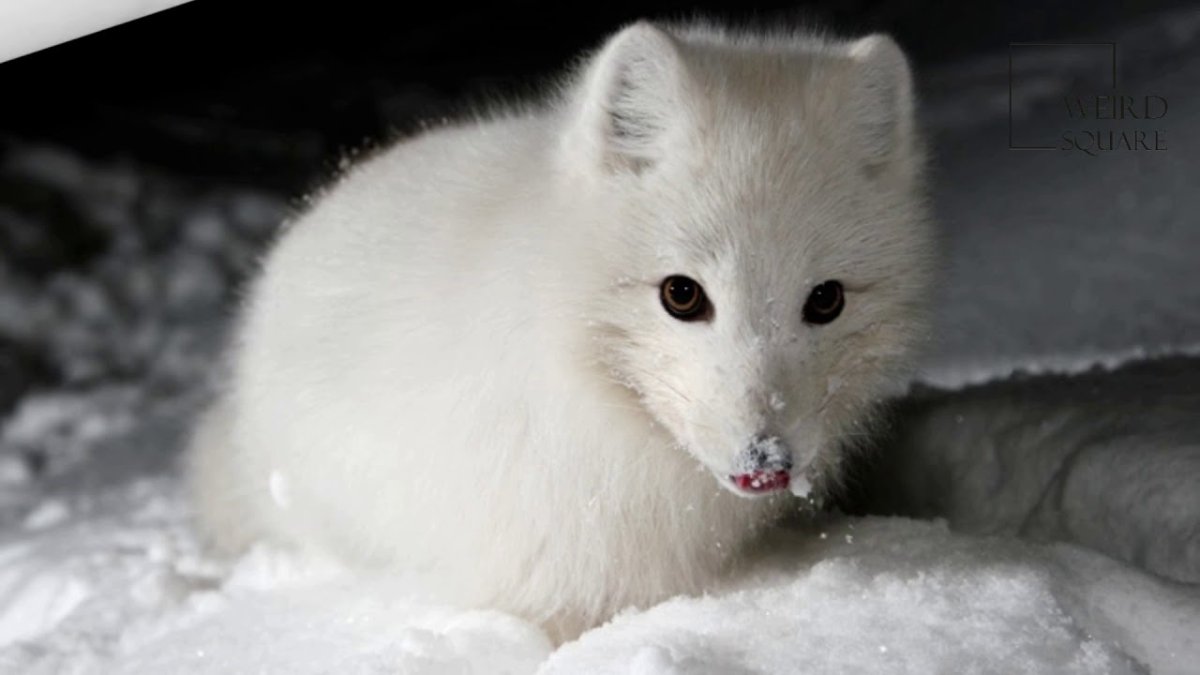 Песец на снегу