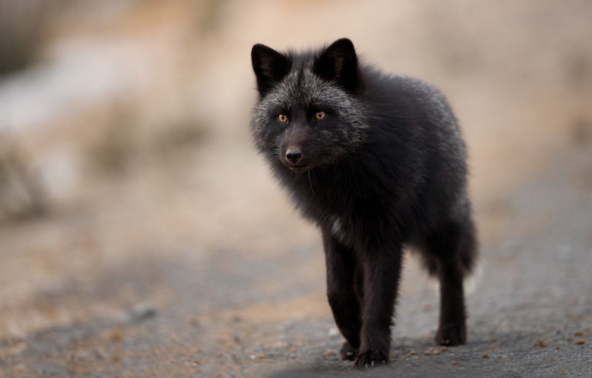 Чернобурый песец