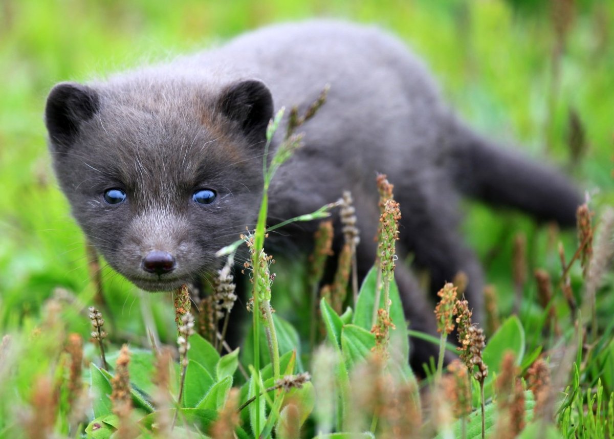 Белый Лис с голубыми глазами