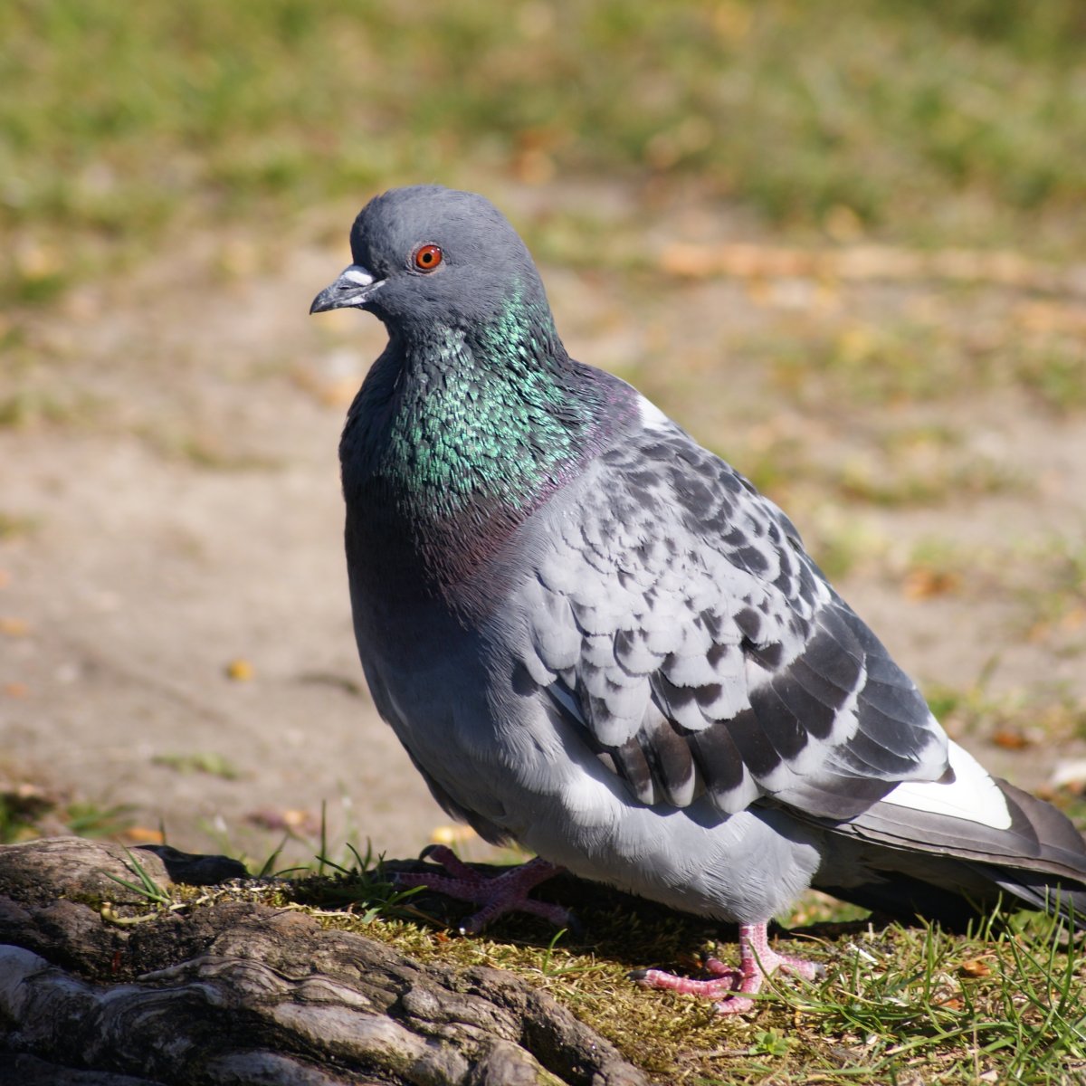 Птичка Горлица