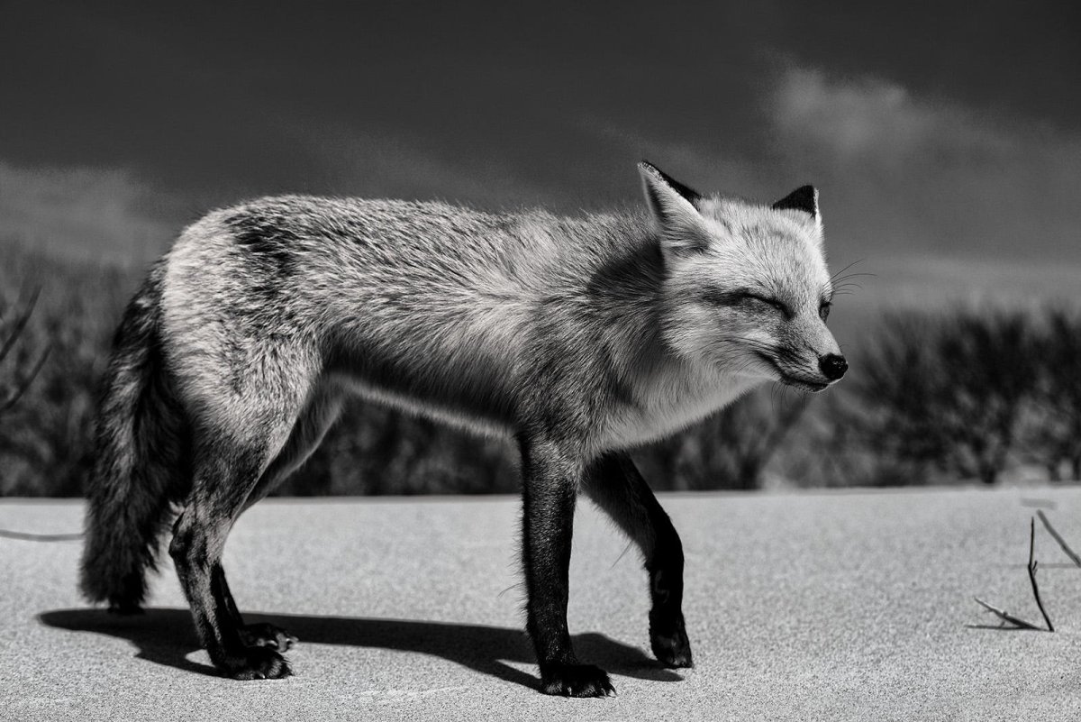 Лисица черно белая