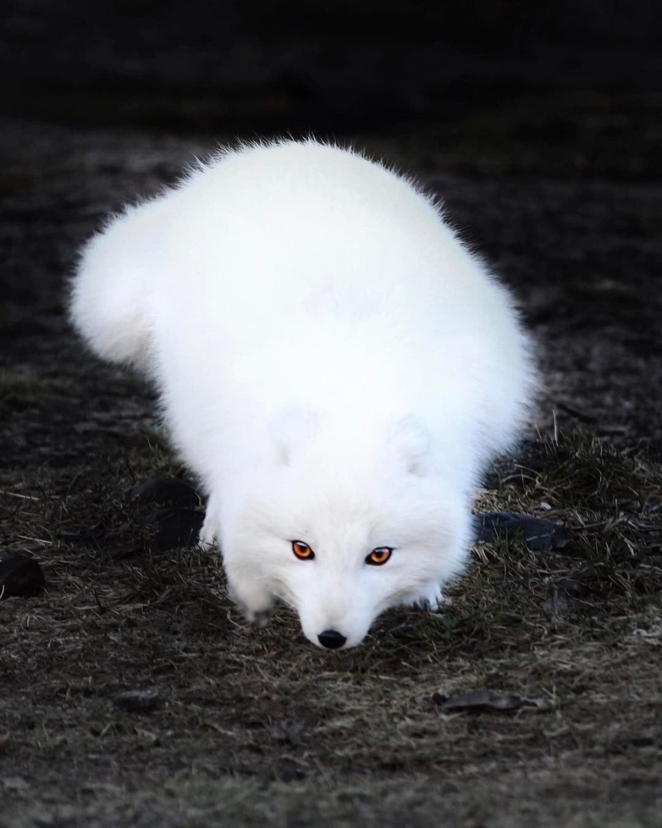 Волк альбинос