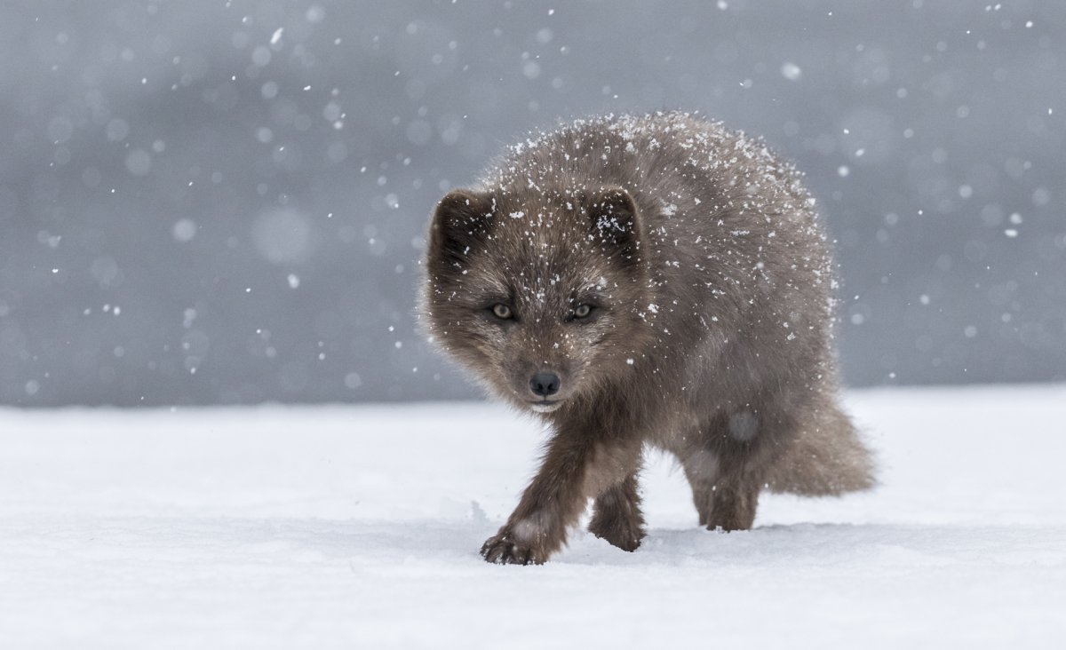 Белый песец в тундре