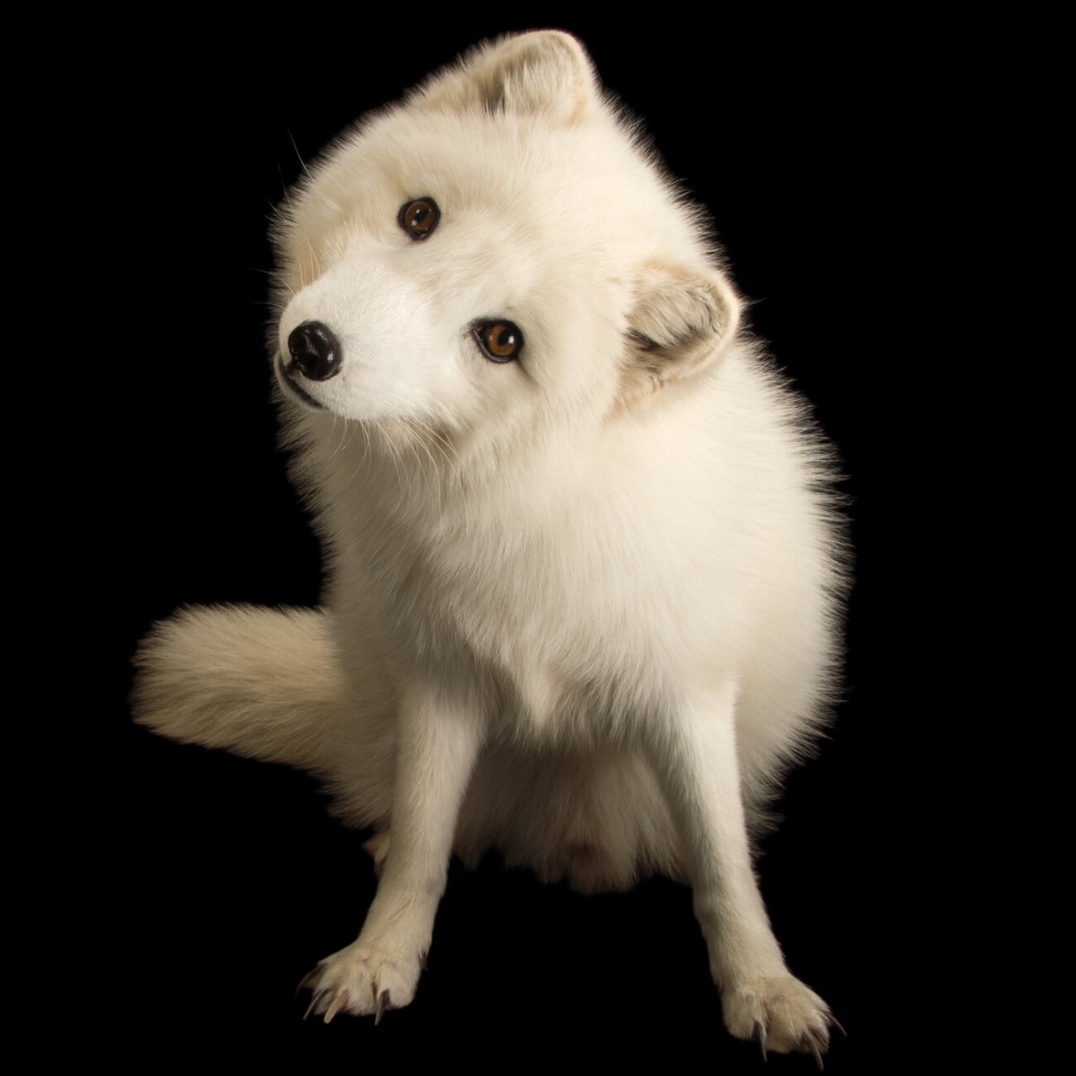 Песцы новый год