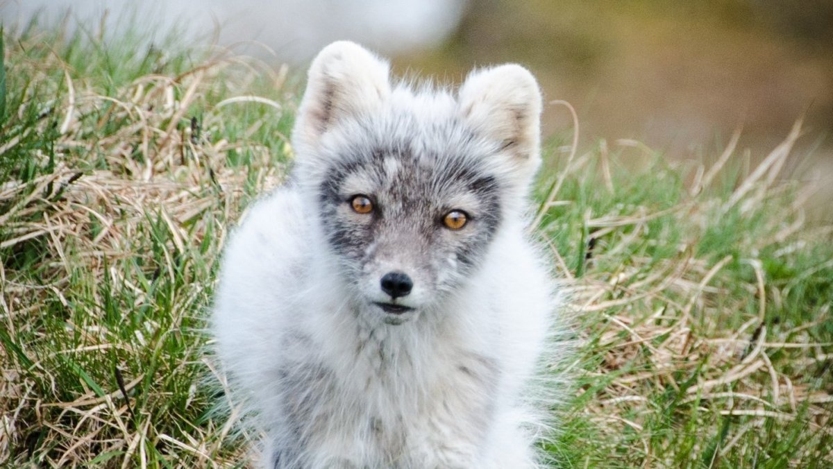 Снежный писец