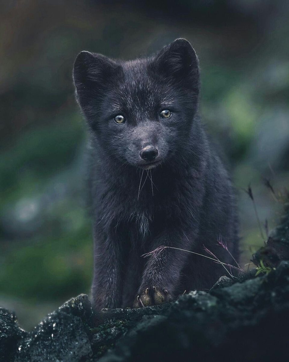 Чернобурая лиса