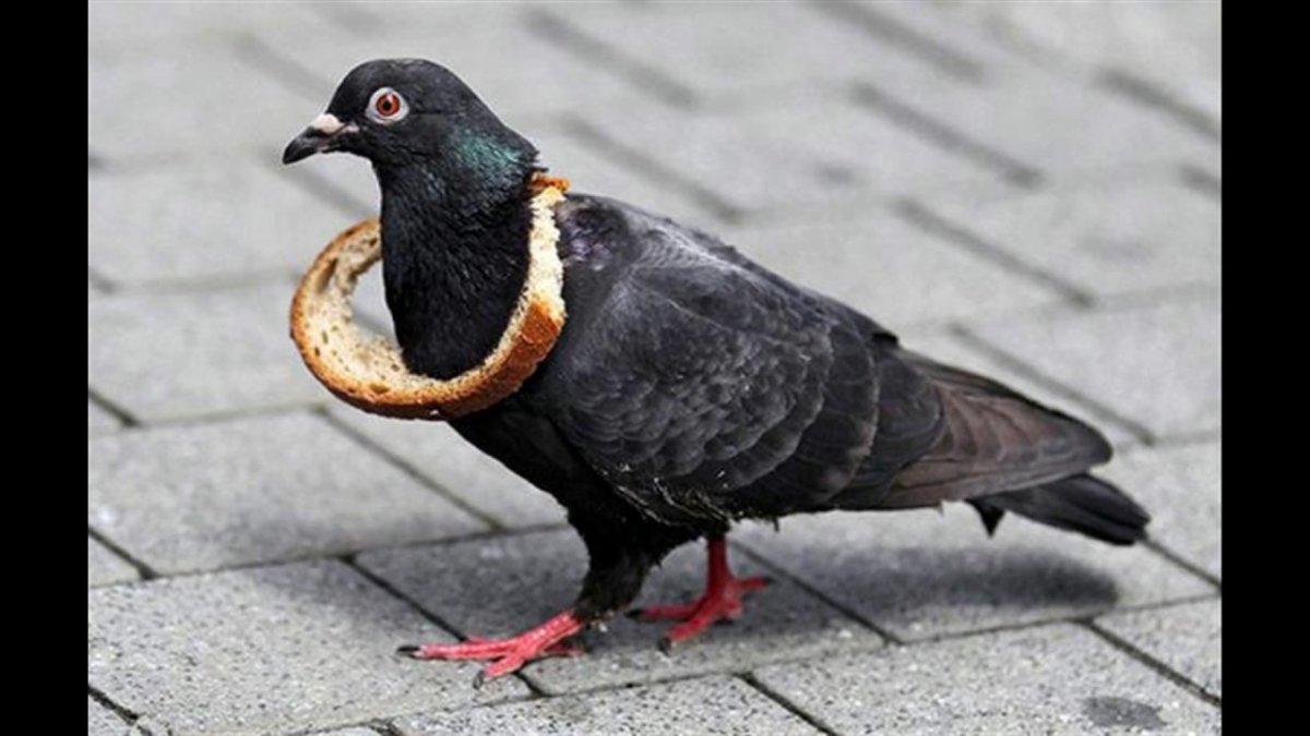 Пухлый голубь