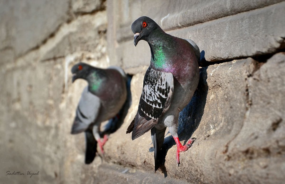 Гулька голубь