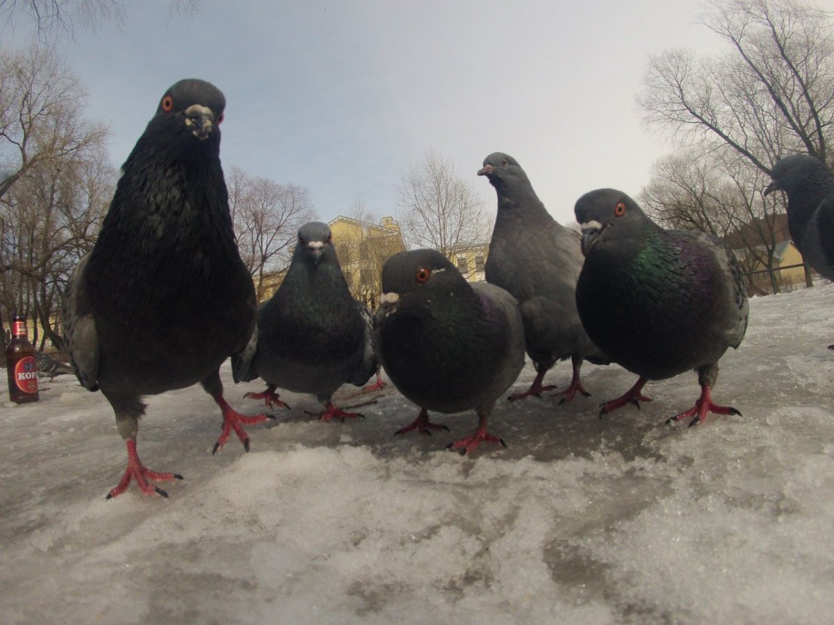 Птичка смайлик айфон