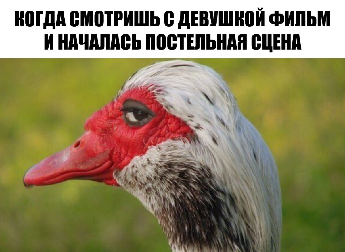 Злой голубь