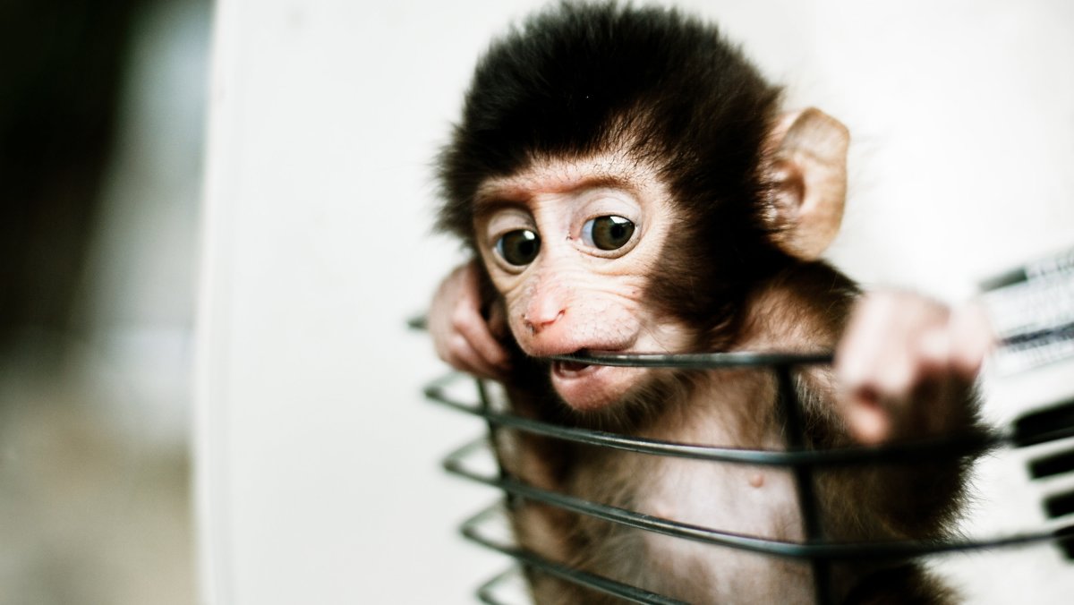 Мартышка в одежде