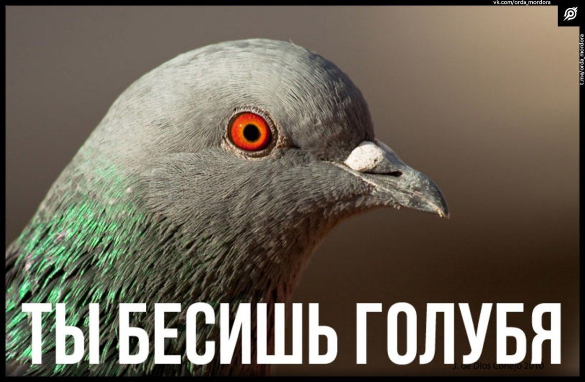 Гулька птица