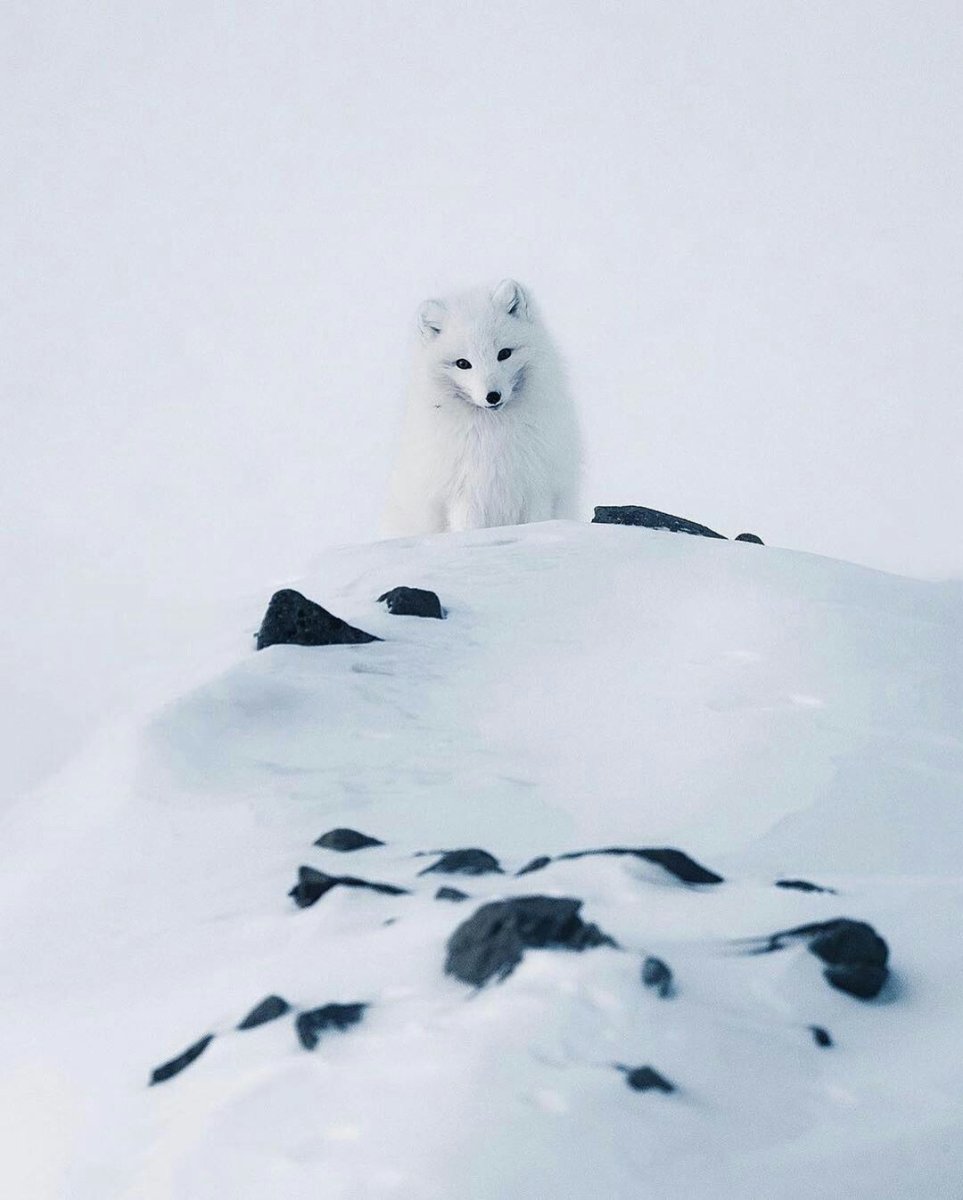 Песец черный маленький