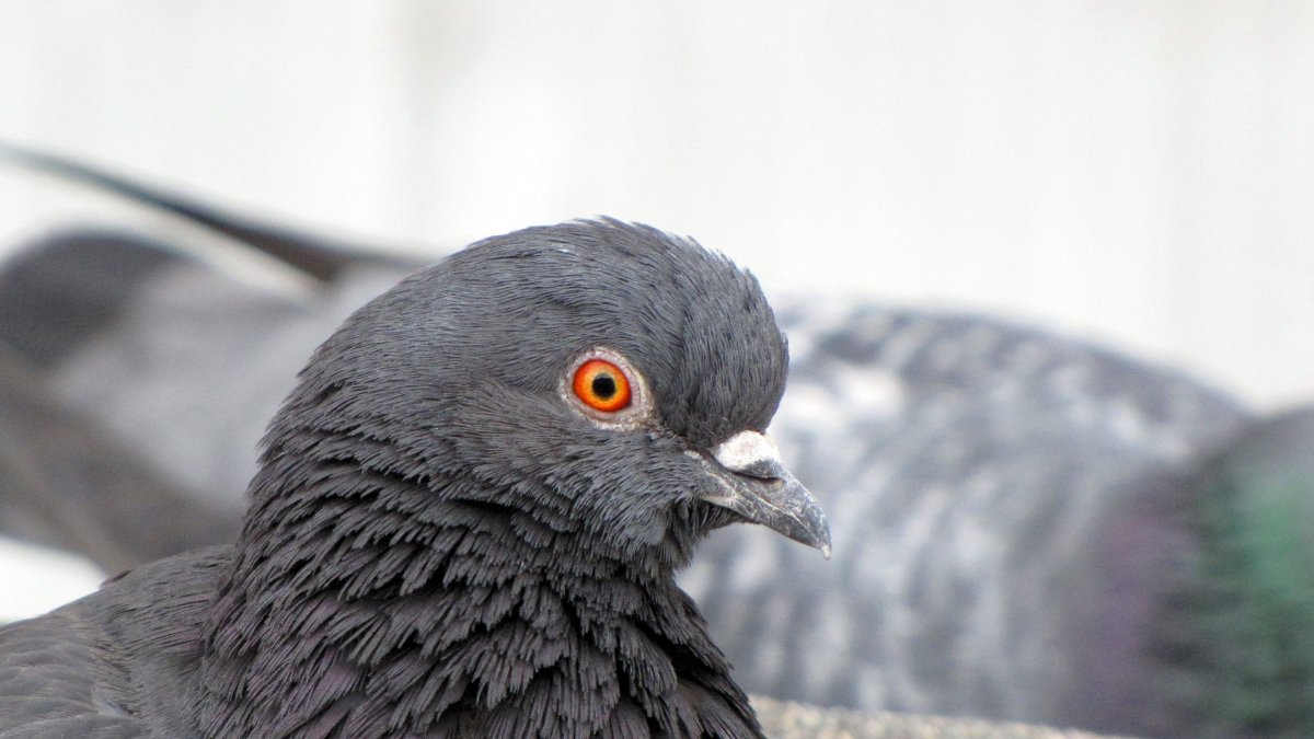 Голубь фото