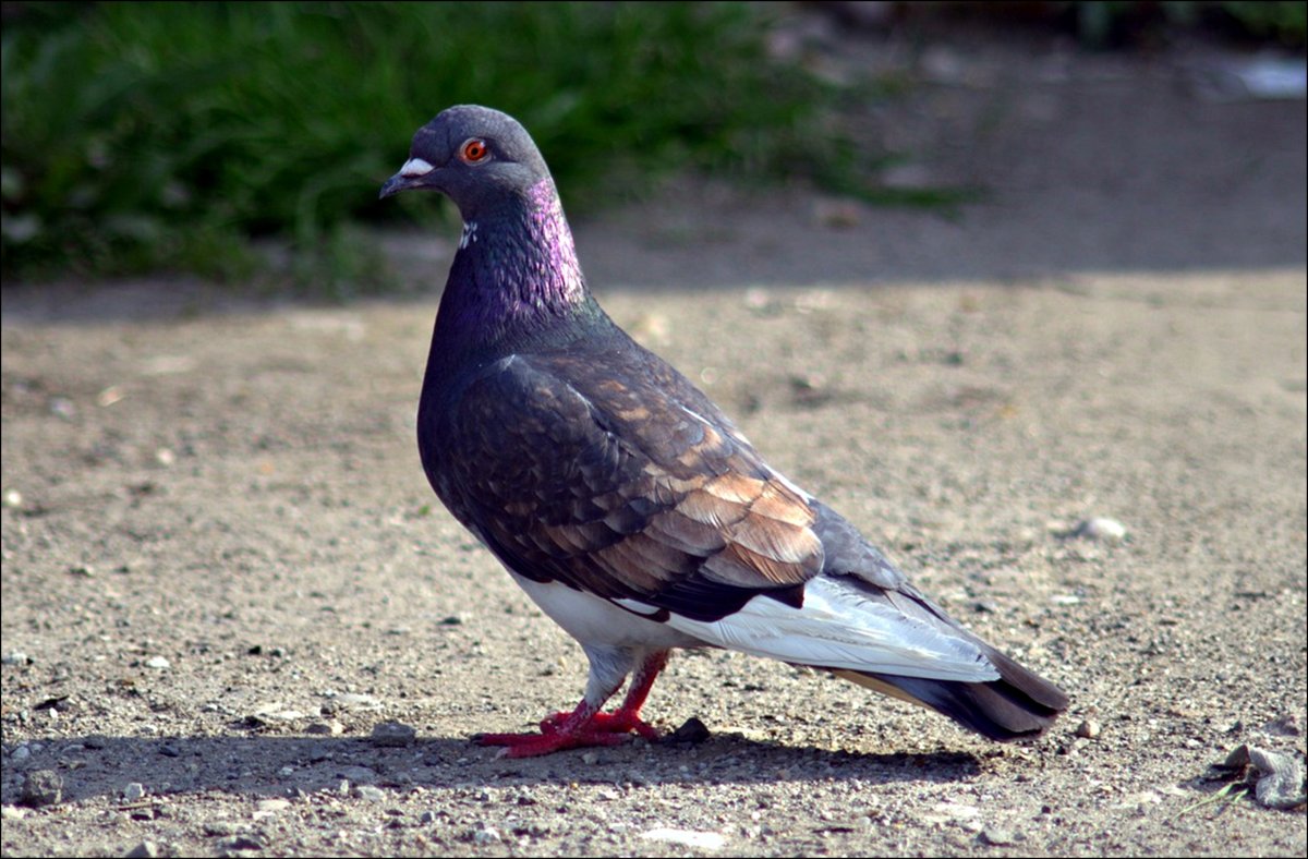 Фламандский голубь Армандо