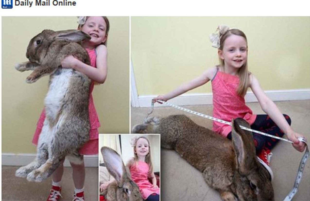 Кролик гигант рекорд