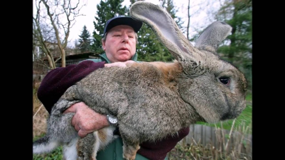 Кролик Сибирский великан