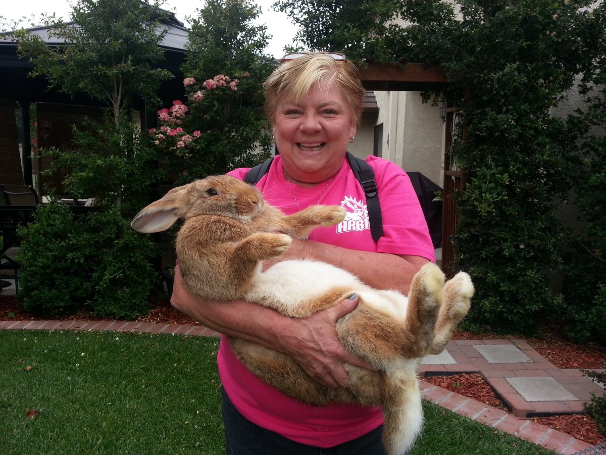 Гигантский континентальный кролик Конти