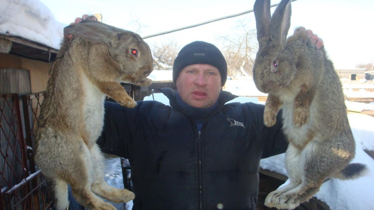 Несколько кроликов