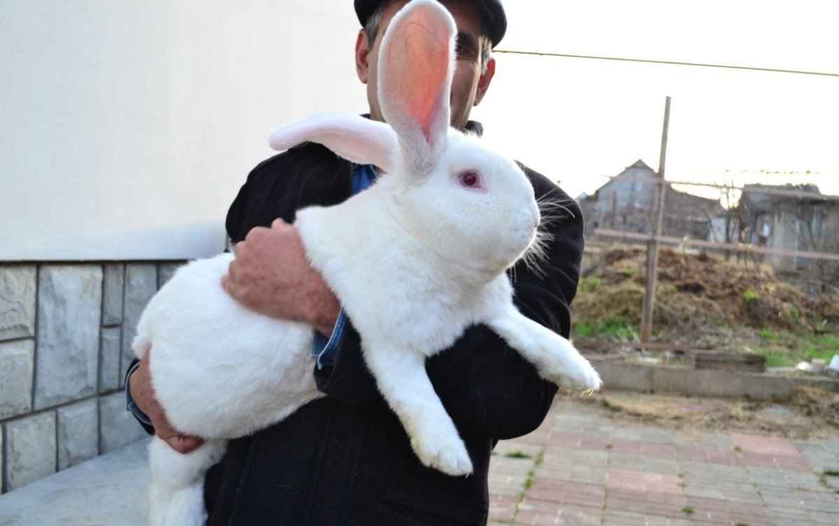 Заяц за шкирку