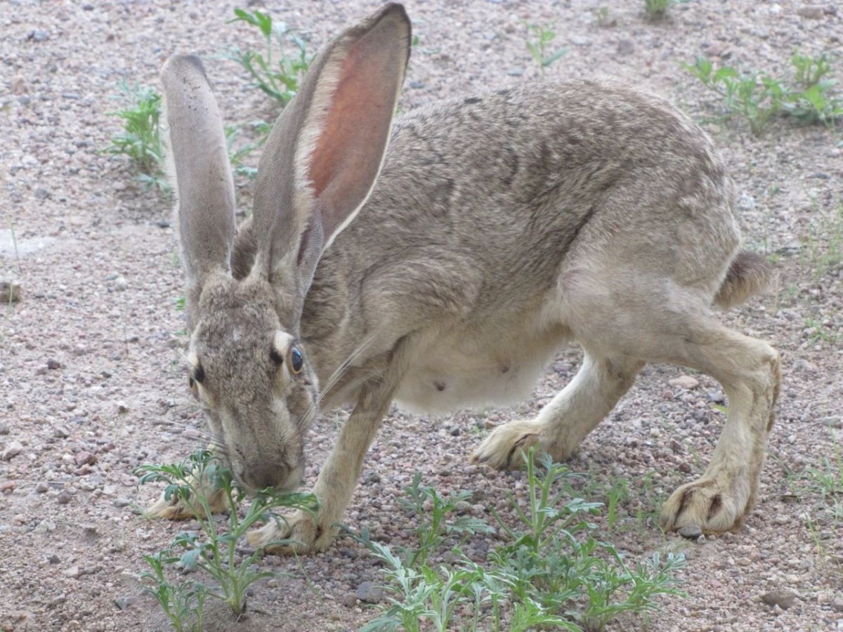 Дариус - самый большой кролик в мире