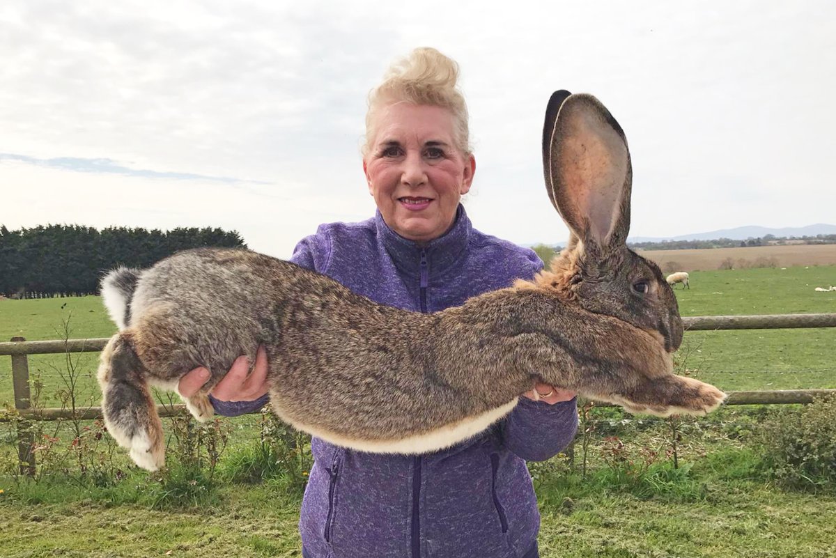 Кролик белый великан