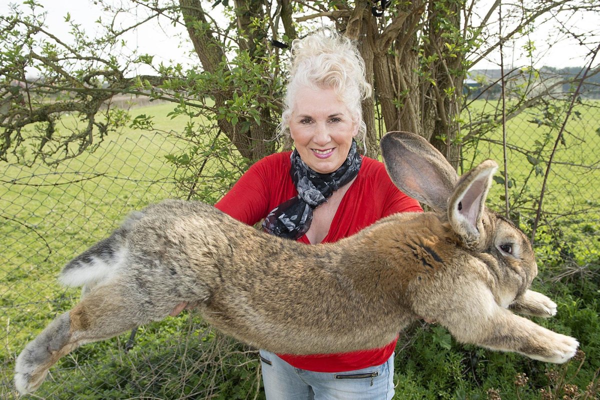 Фламандский гигантский кролик