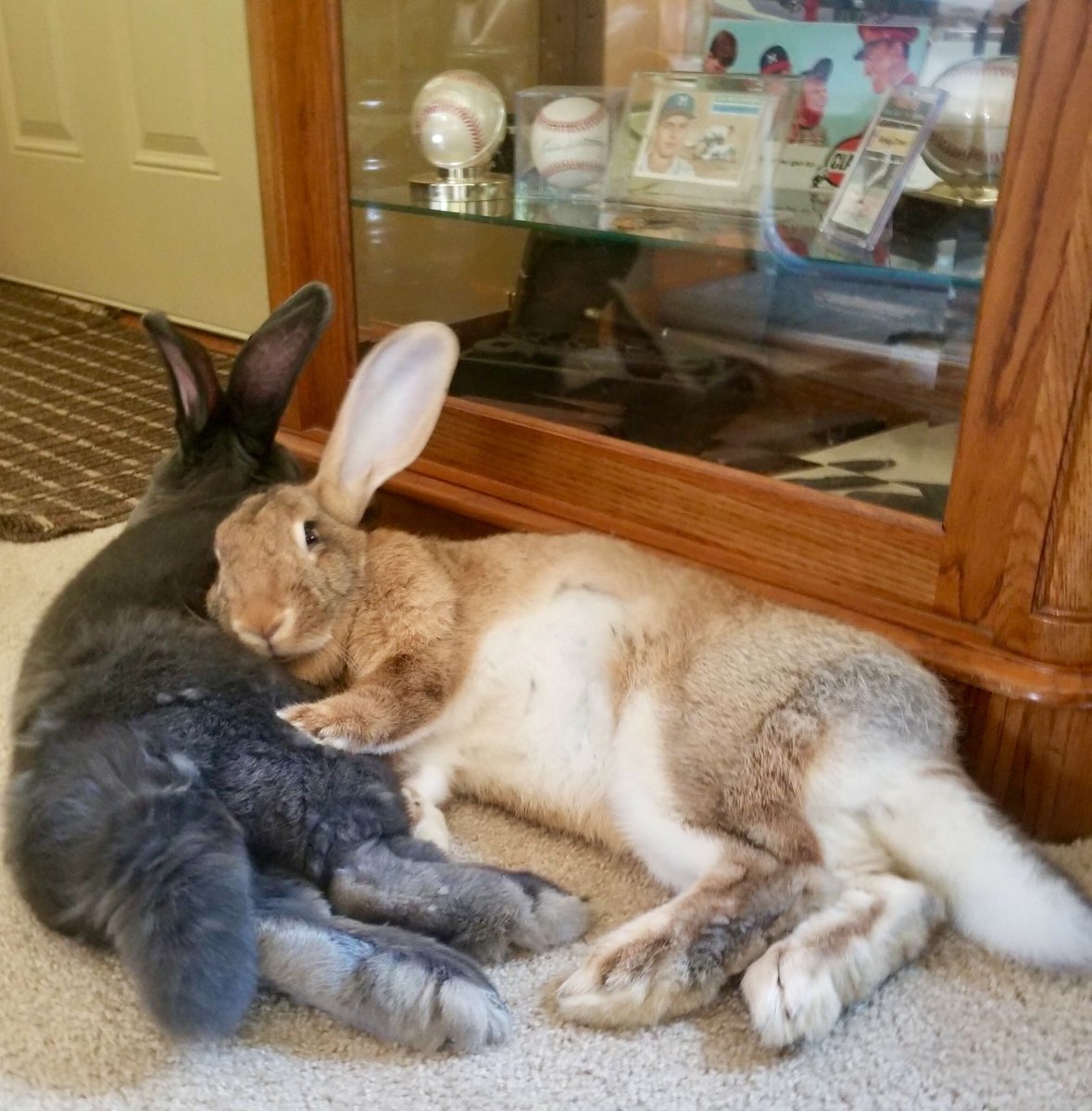 Continental giant Rabbit