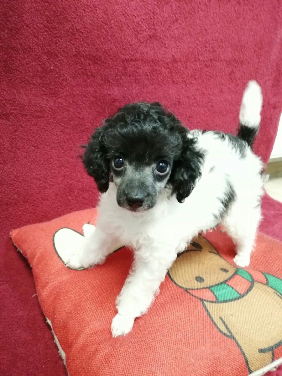 Собаки в цирке